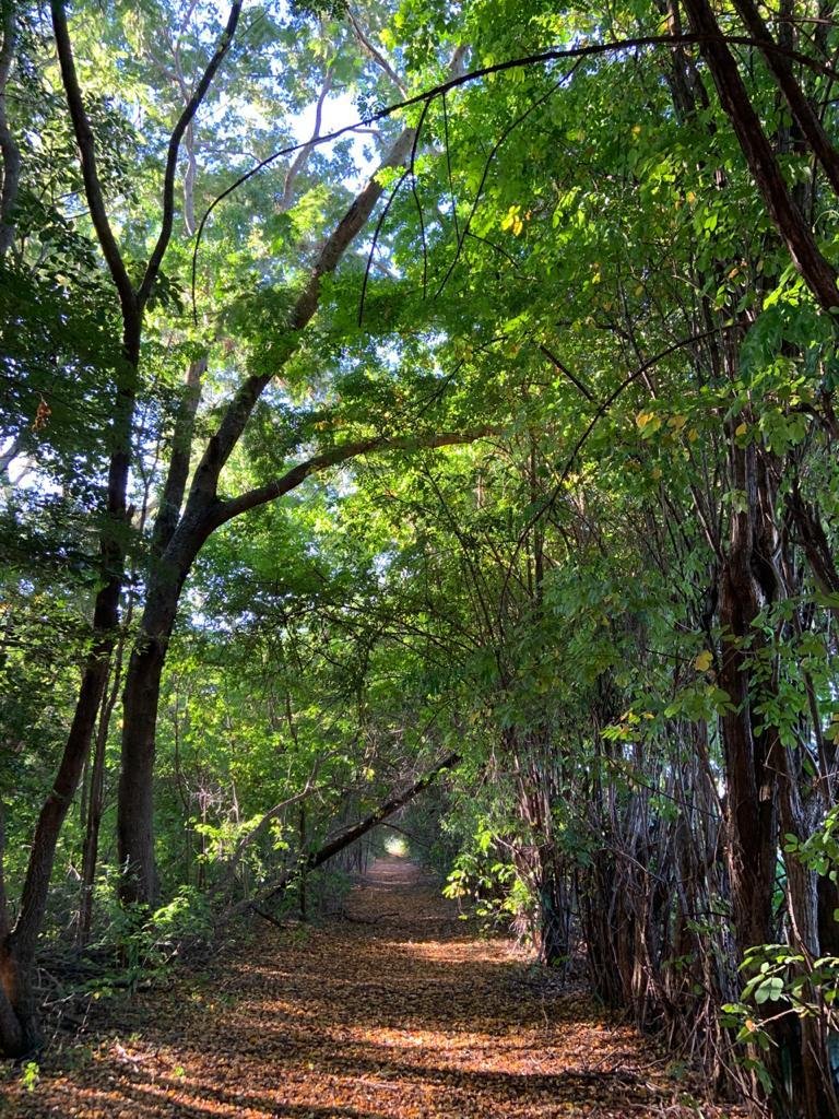 Caminho arborizado em meio à natureza